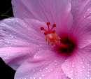 pinkhibiscus.jpg